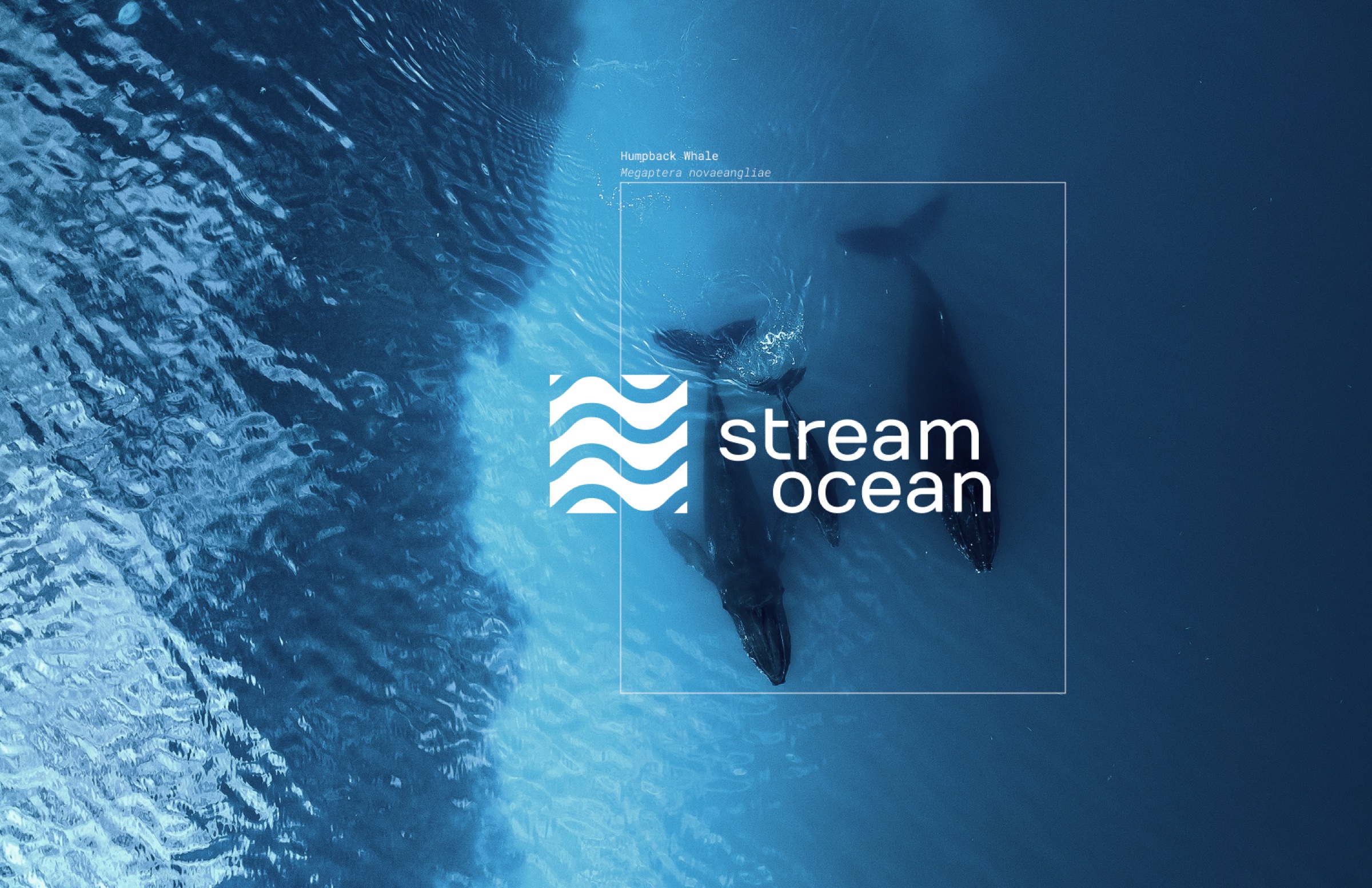 Brand image: three humpback whales seen from above in deep blue water, inside a thin white detection frame labelled Humpback Whale, Megaptera novaeangliae, with the white Stream Ocean lockup over them